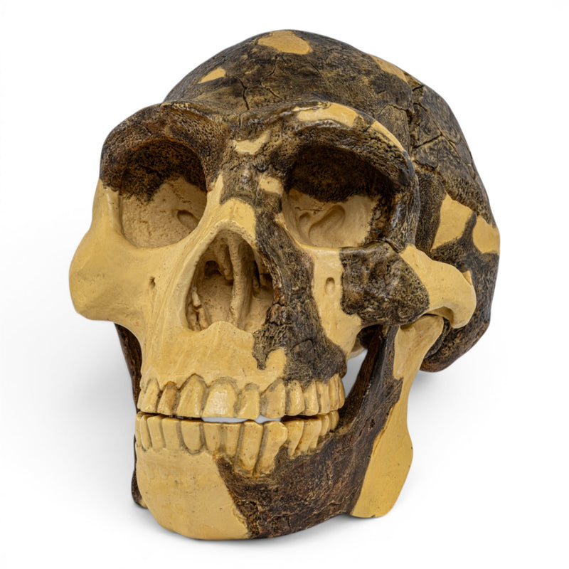 Replica Homo erectus Skull