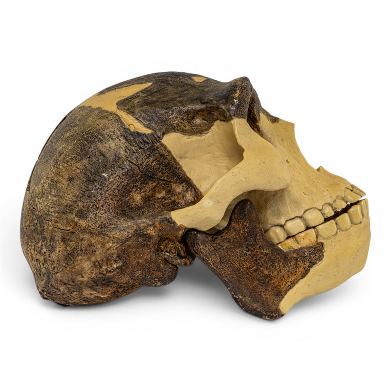 Replica Homo erectus Skull