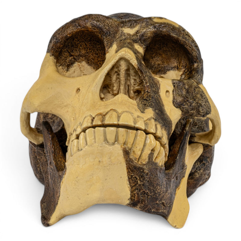 Replica Homo erectus Skull