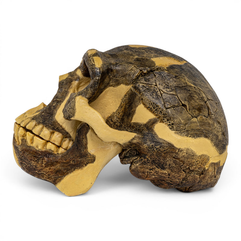 Replica Homo erectus Skull