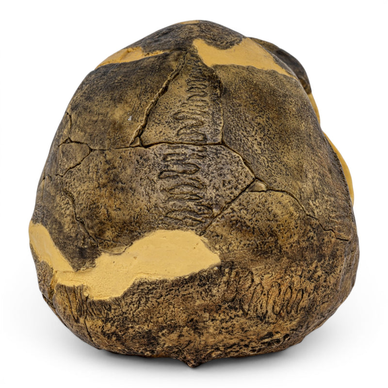 Replica Homo erectus Skull