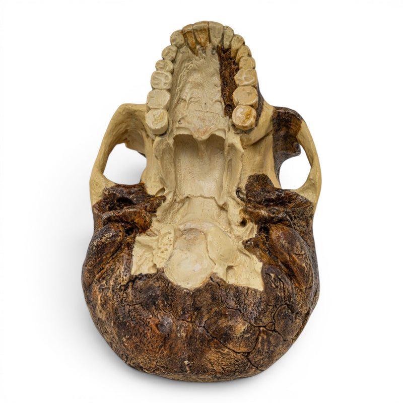 Replica Homo erectus Skull
