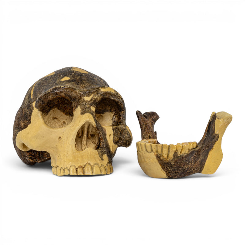Replica Homo erectus Skull