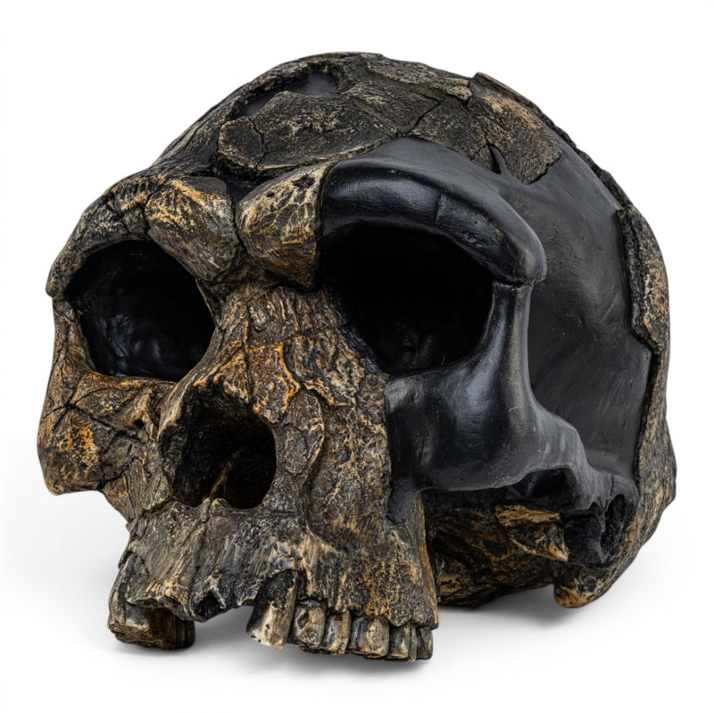 Replica Homo sapiens idaltu Skull