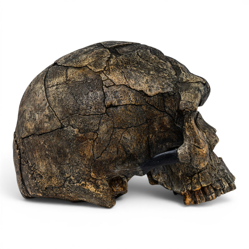 Replica Homo sapiens idaltu Skull