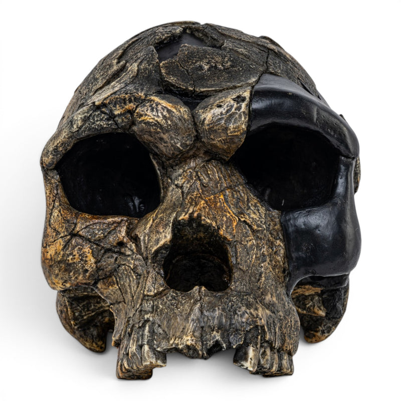 Replica Homo sapiens idaltu Skull
