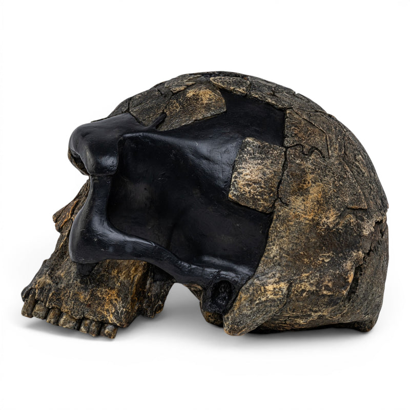 Replica Homo sapiens idaltu Skull