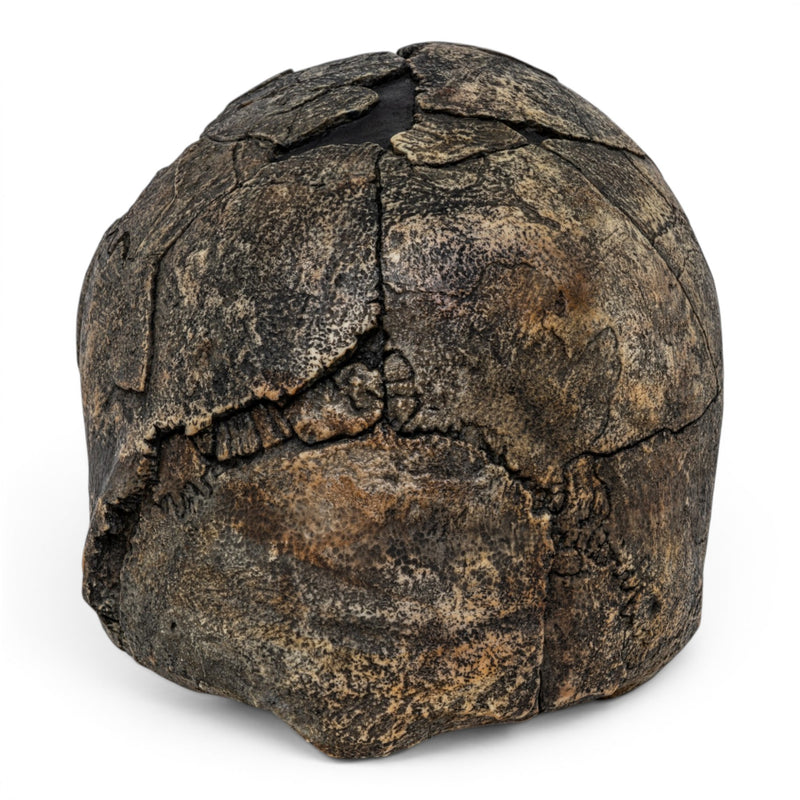 Replica Homo sapiens idaltu Skull