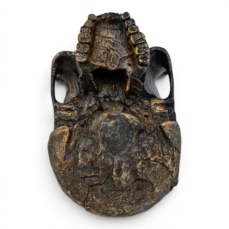 Replica Homo sapiens idaltu Skull