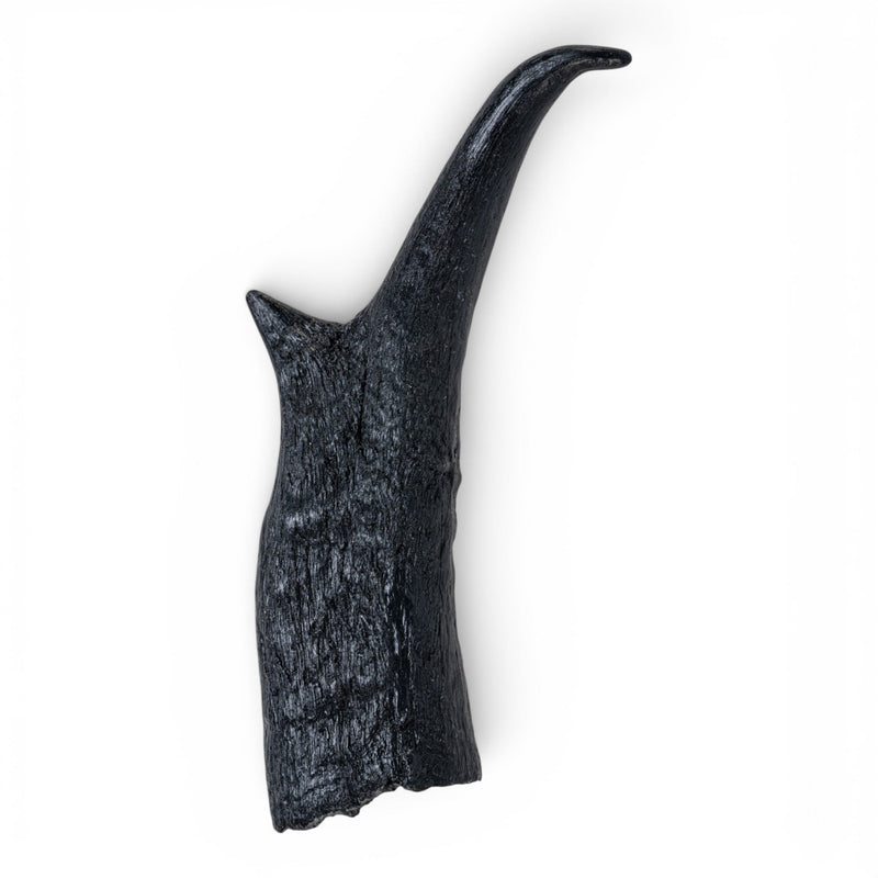 Replica American Pronghorn Horn - Left