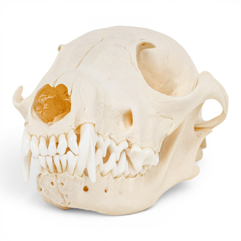 Real Red Fox Skull - Pathology