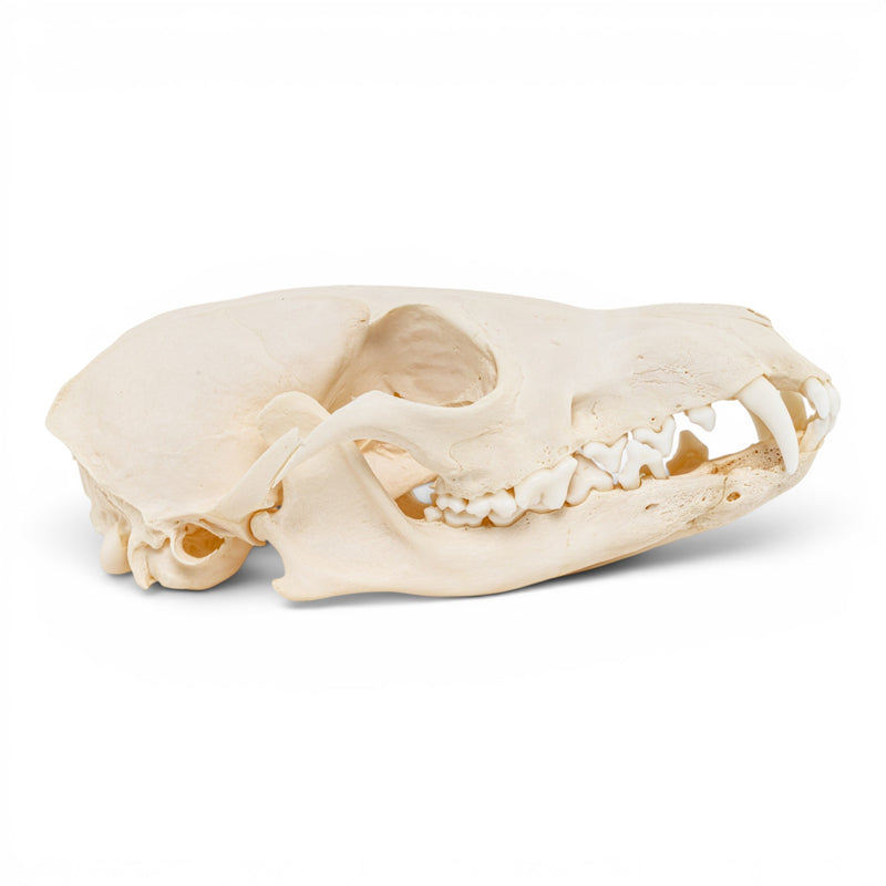 Real Red Fox Skull - Pathology