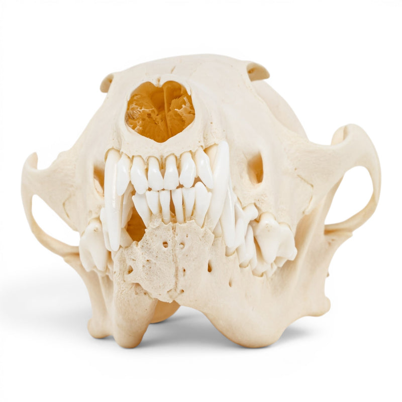 Real Red Fox Skull - Pathology