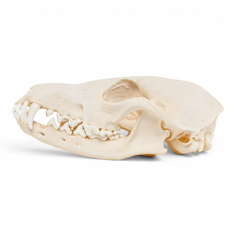 Real Red Fox Skull - Pathology