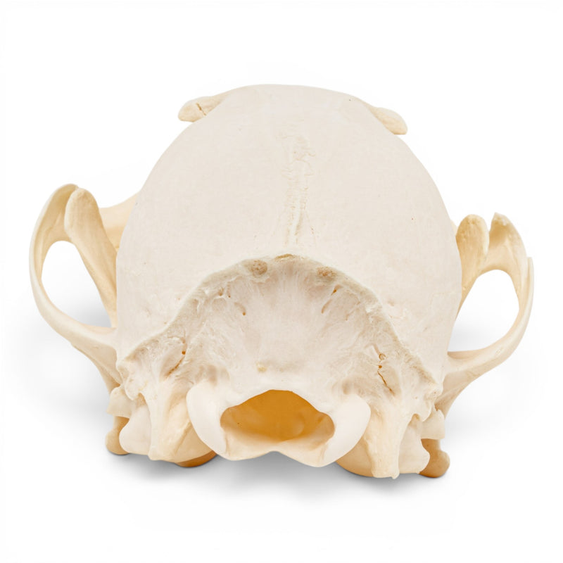 Real Red Fox Skull - Pathology