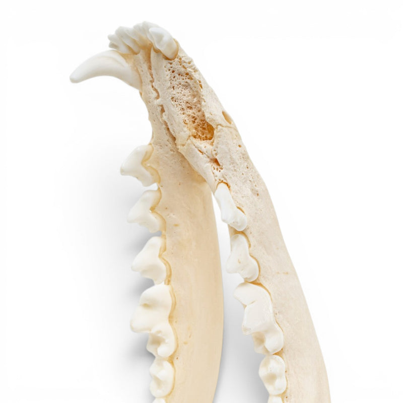 Real Red Fox Skull - Pathology