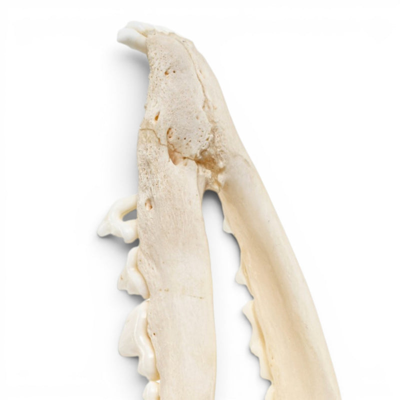 Real Red Fox Skull - Pathology