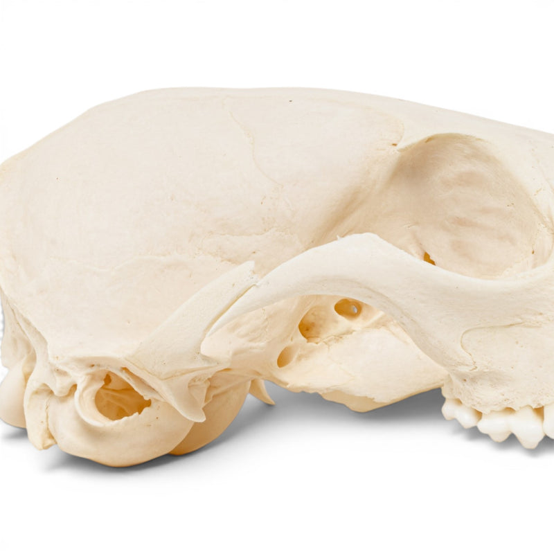 Real Red Fox Skull - Pathology