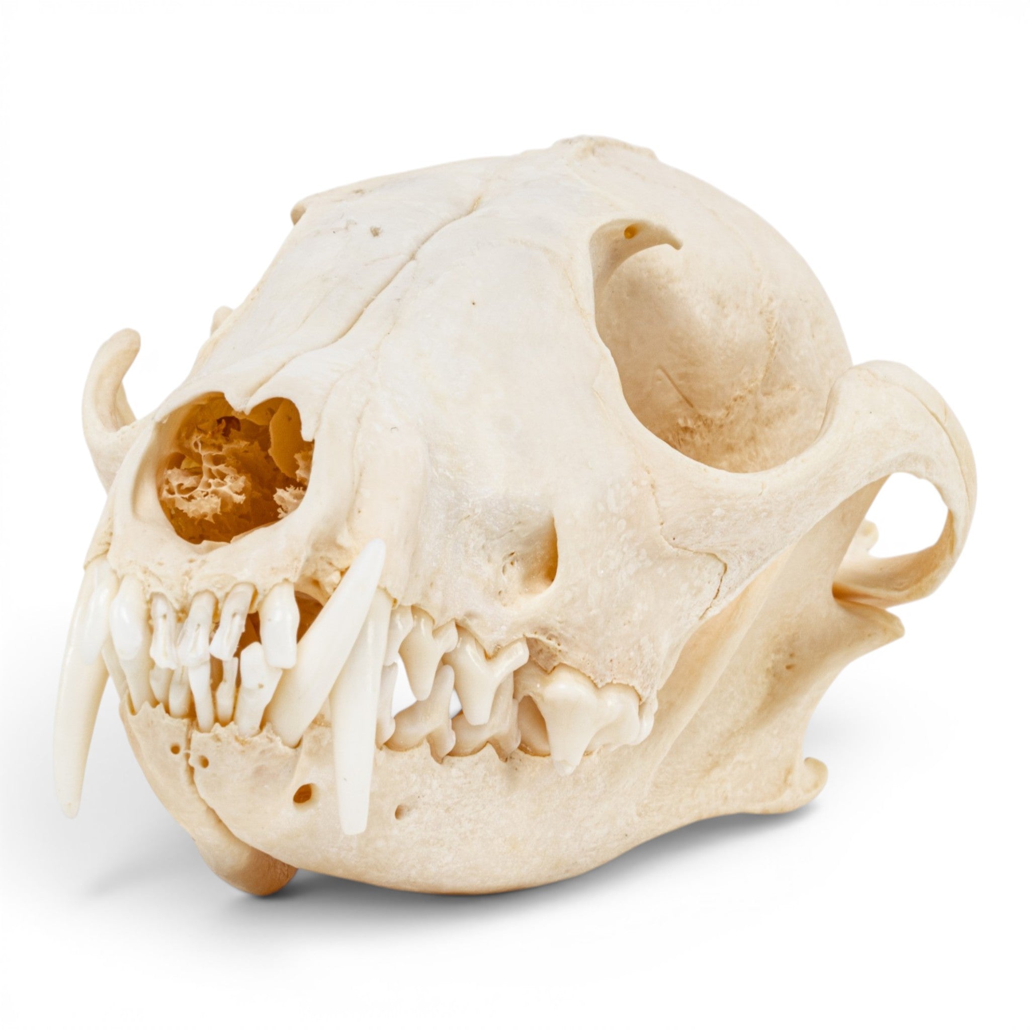 Real Red Fox Skull - Pathology For Sale — Skulls Unlimited