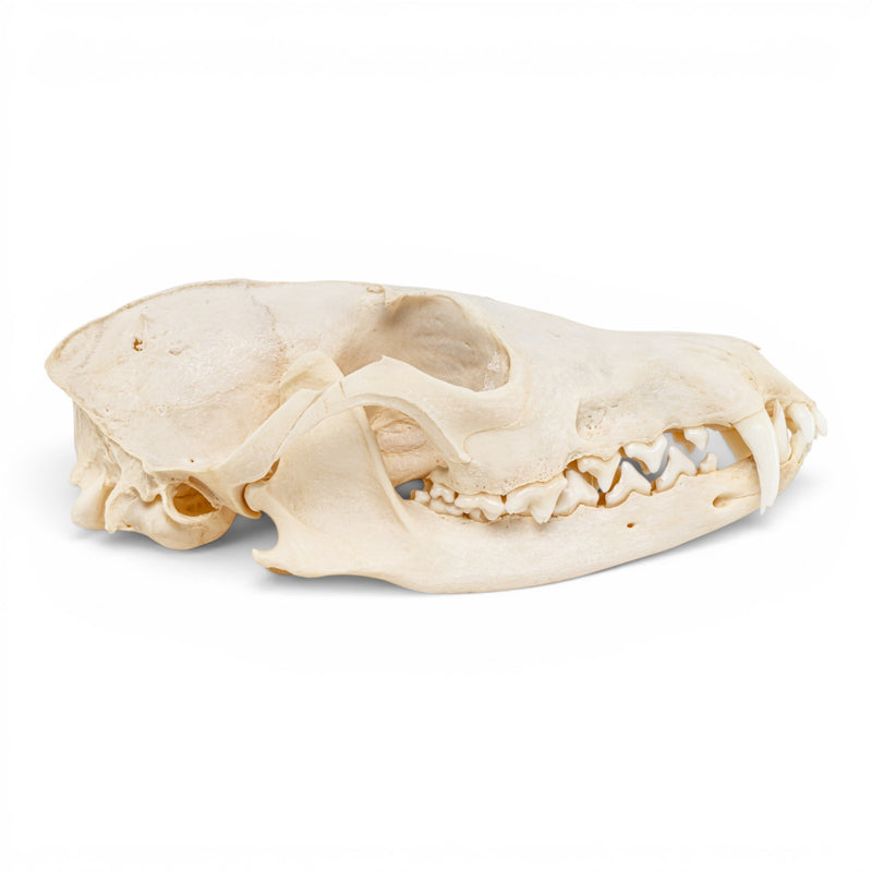 Real Red Fox Skull - Pathology