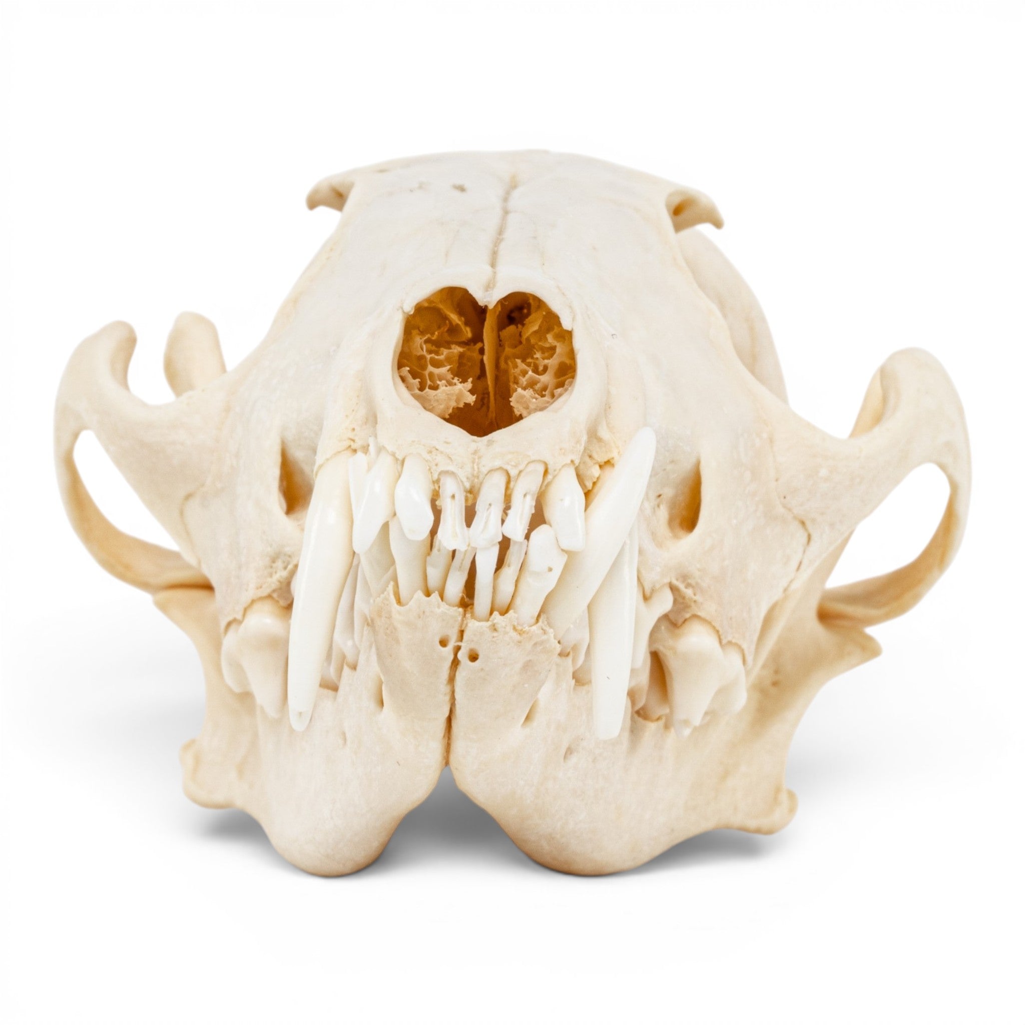 Real Red Fox Skull - Pathology For Sale — Skulls Unlimited