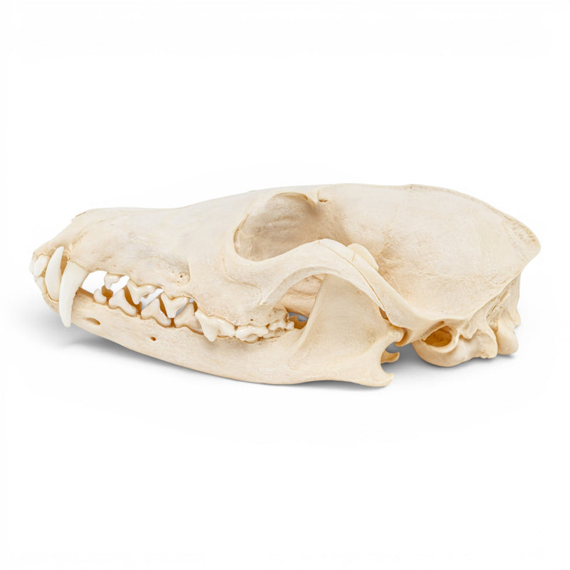 Real Red Fox Skull - Pathology