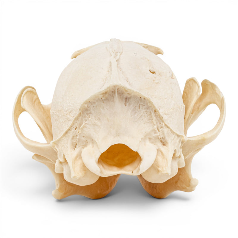Real Red Fox Skull - Pathology