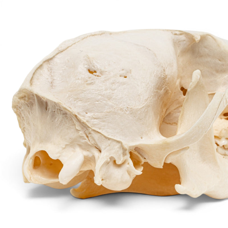 Real Red Fox Skull - Pathology