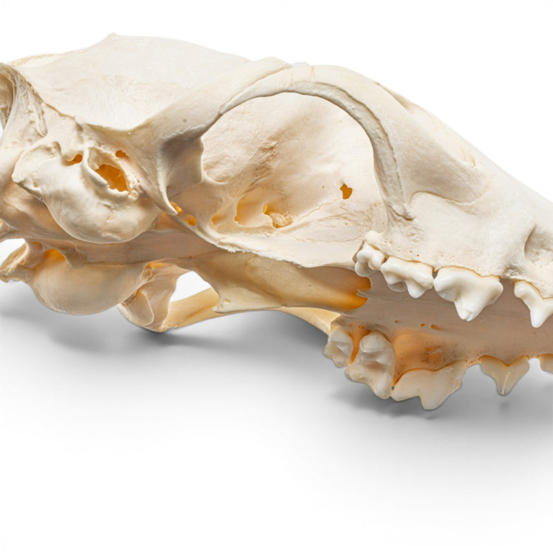 Real Red Fox Skull - Pathology