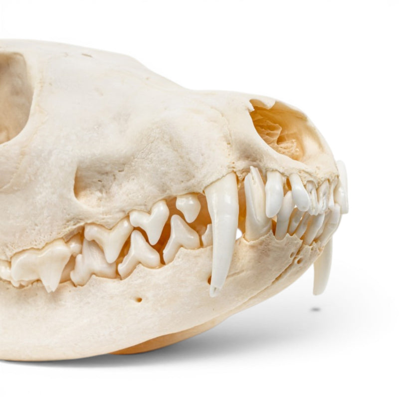 Real Red Fox Skull - Pathology