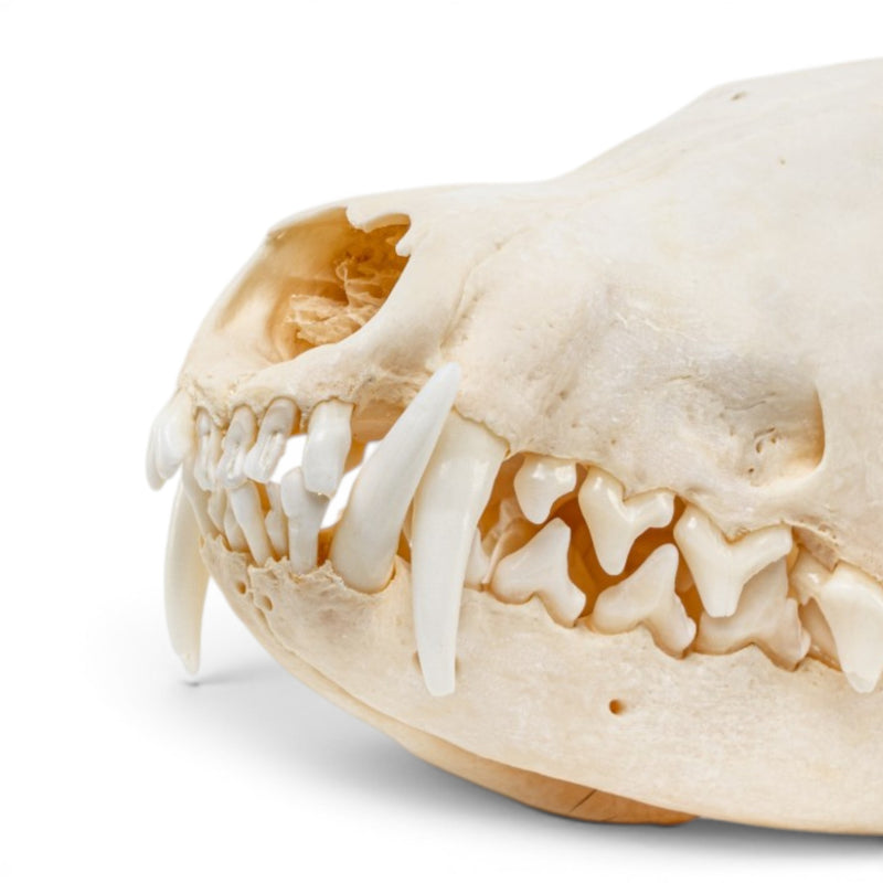Real Red Fox Skull - Pathology