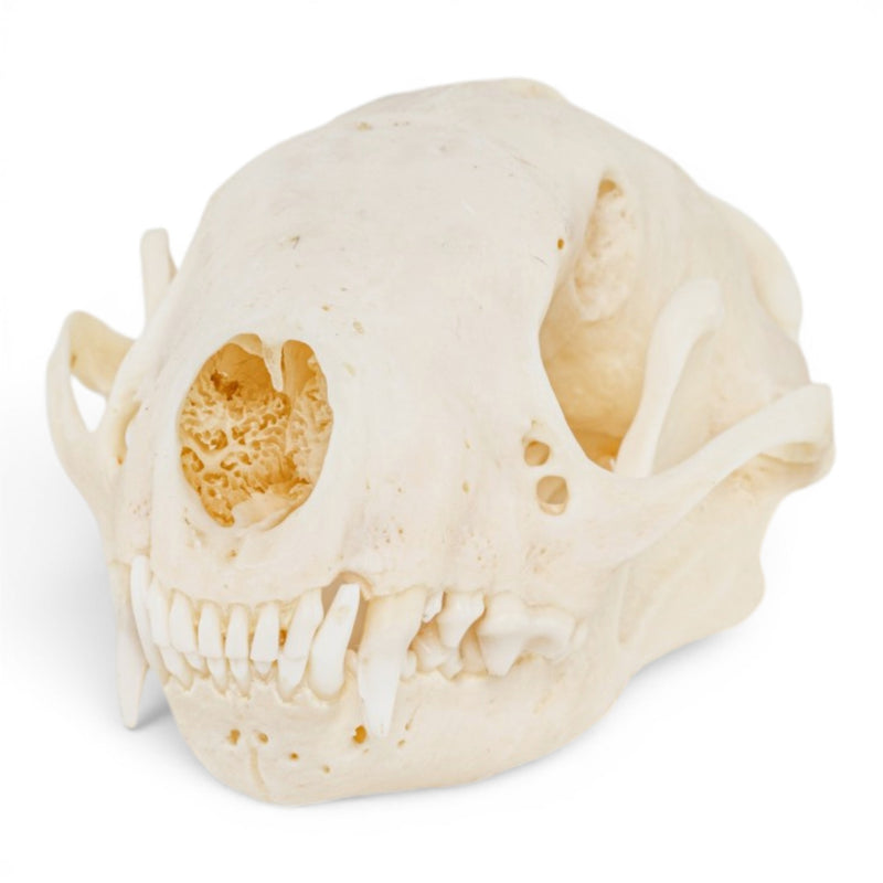 Real Striped Skunk Skull - Pathology