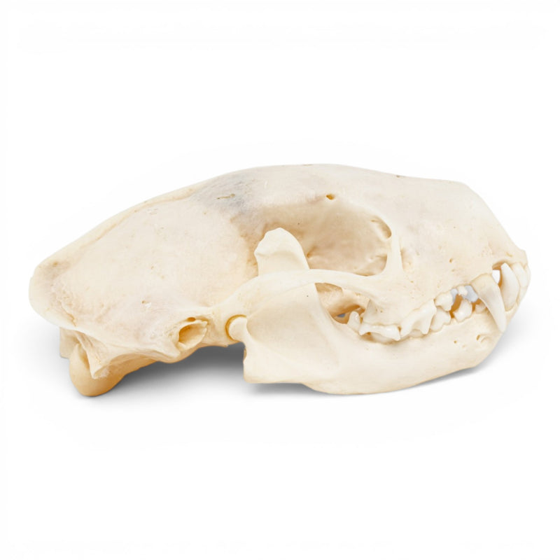 Real Striped Skunk Skull - Pathology