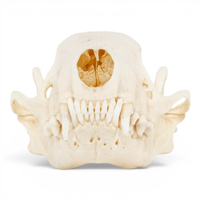 Real Striped Skunk Skull - Pathology