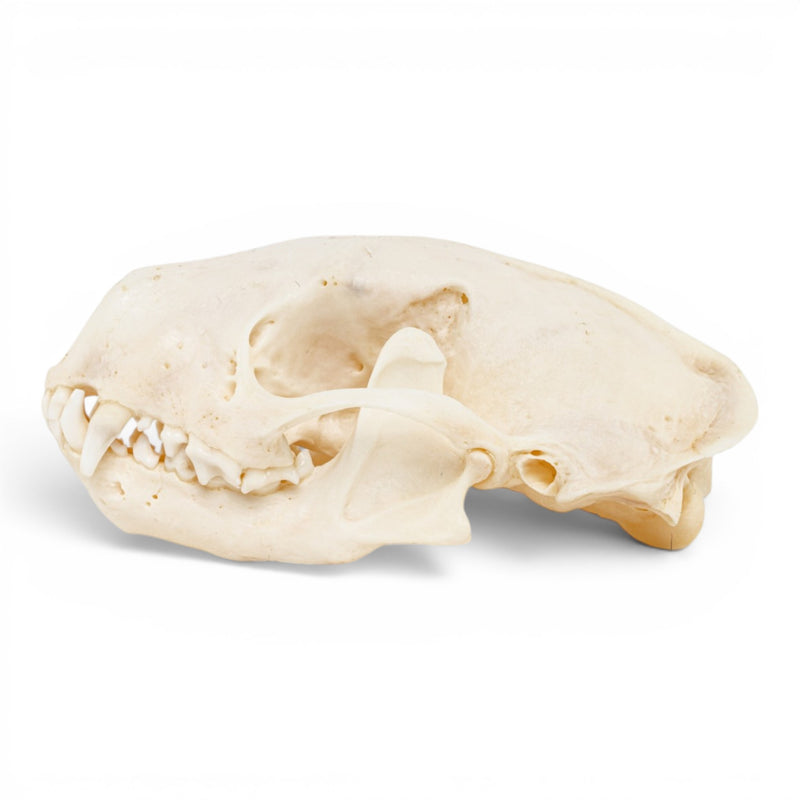 Real Striped Skunk Skull - Pathology