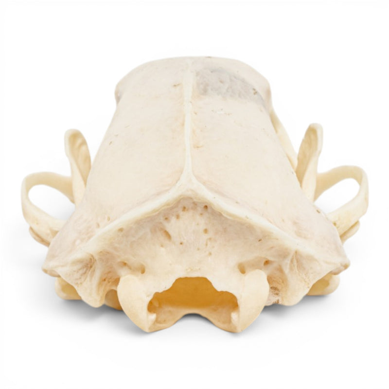 Real Striped Skunk Skull - Pathology