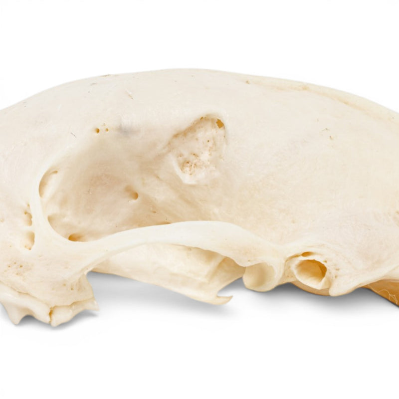 Real Striped Skunk Skull - Pathology