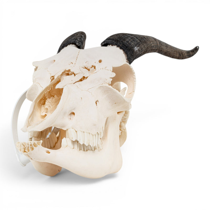 Real Domestic Goat Skull - Impaired