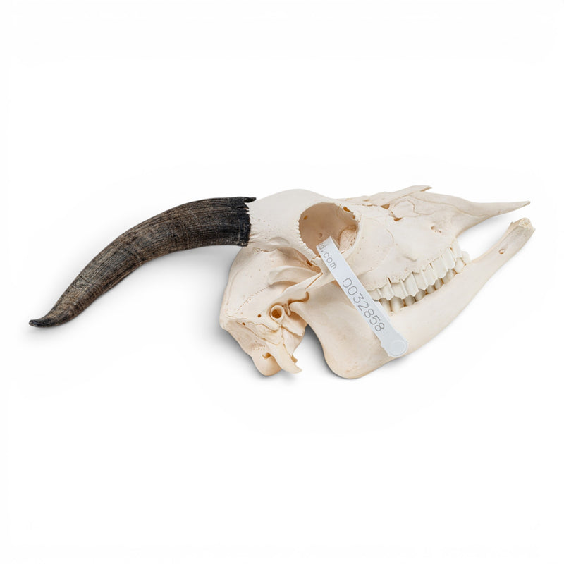 Real Domestic Goat Skull - Impaired