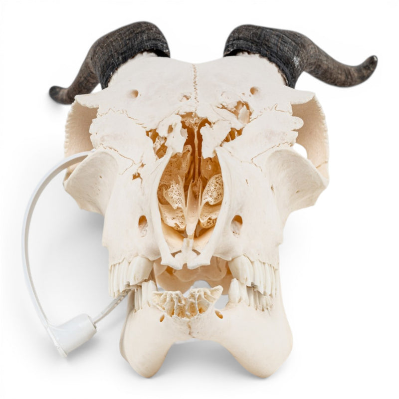 Real Domestic Goat Skull - Impaired