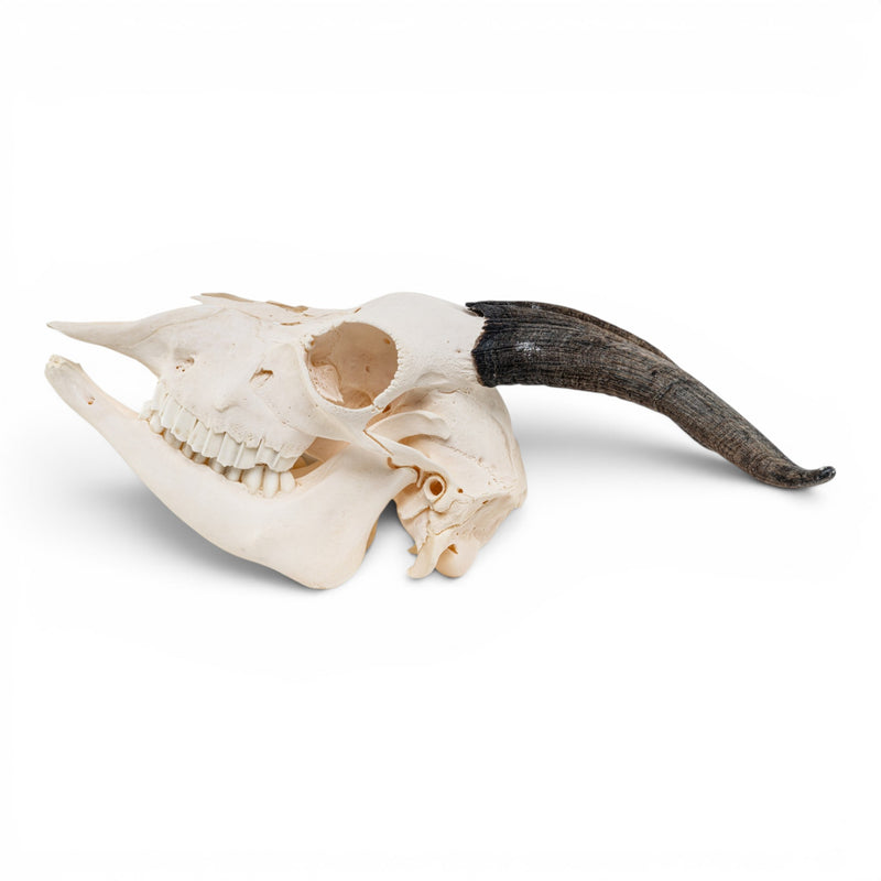 Real Domestic Goat Skull - Impaired