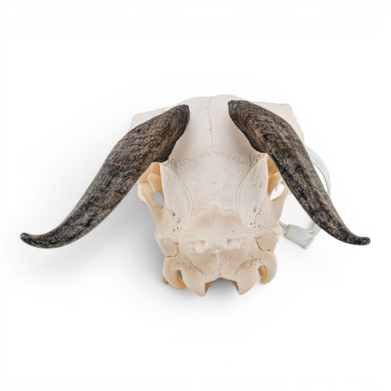 Real Domestic Goat Skull - Impaired