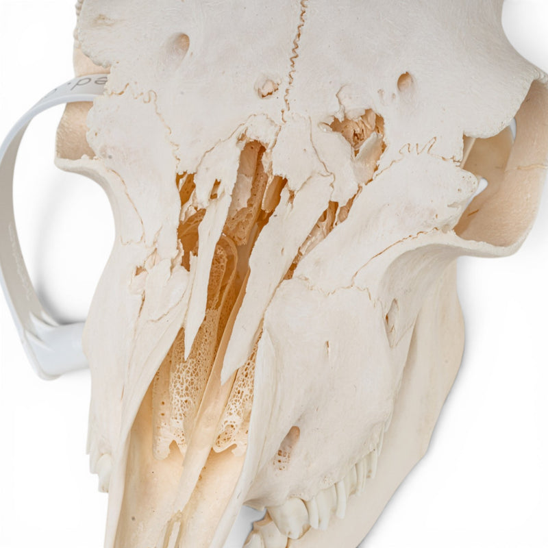 Real Domestic Goat Skull - Impaired