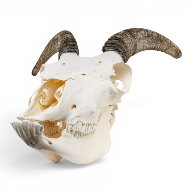 Real Bighorn Sheep Skull