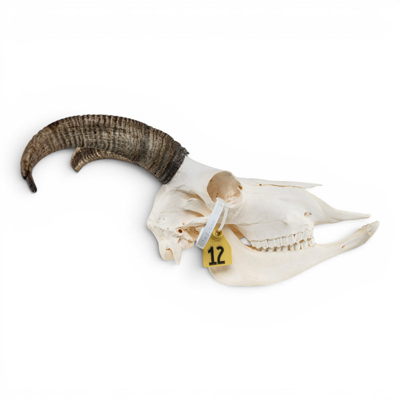 Real Bighorn Sheep Skull