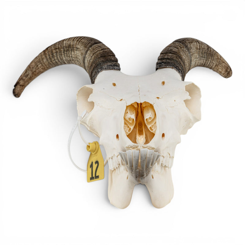 Real Bighorn Sheep Skull
