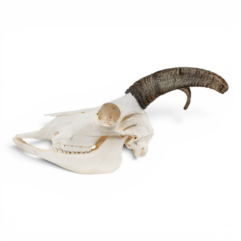 Real Bighorn Sheep Skull