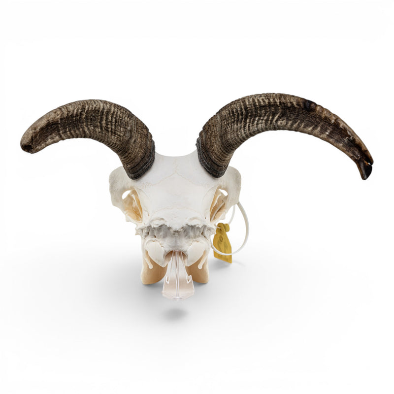 Real Bighorn Sheep Skull
