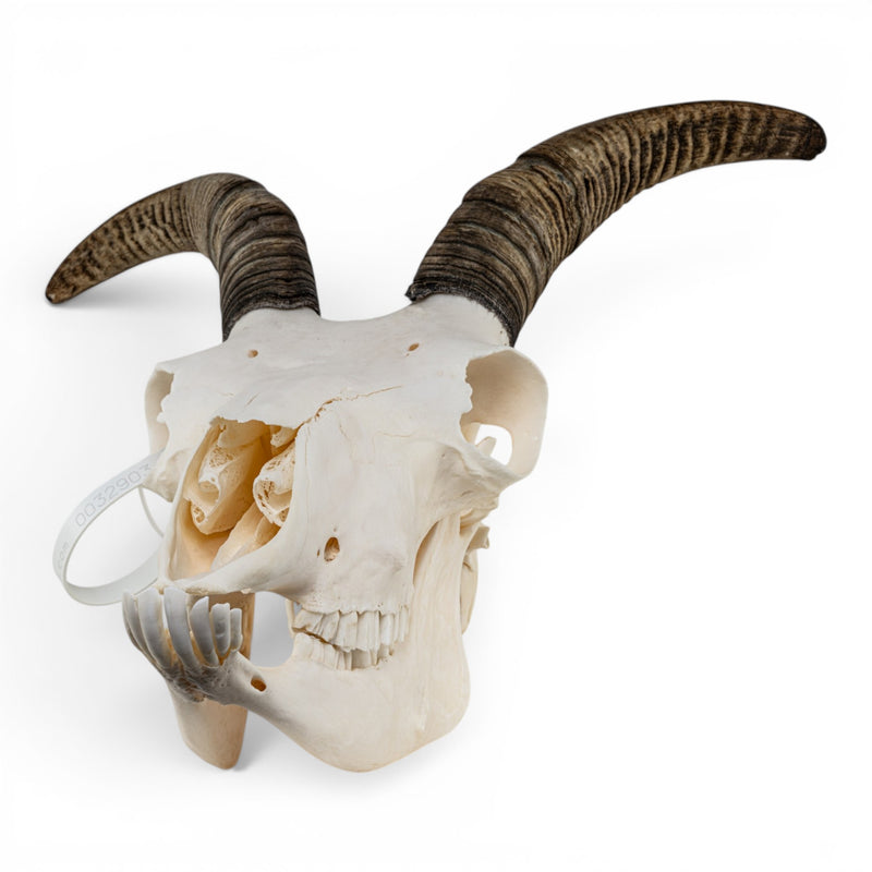Real Bighorn Sheep Skull
