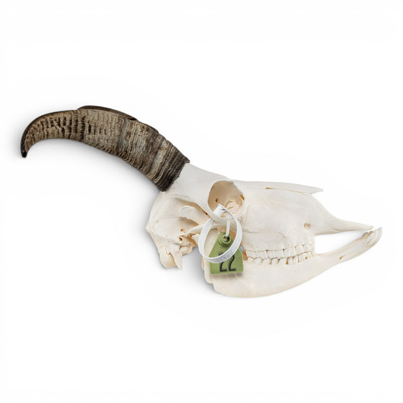 Real Bighorn Sheep Skull